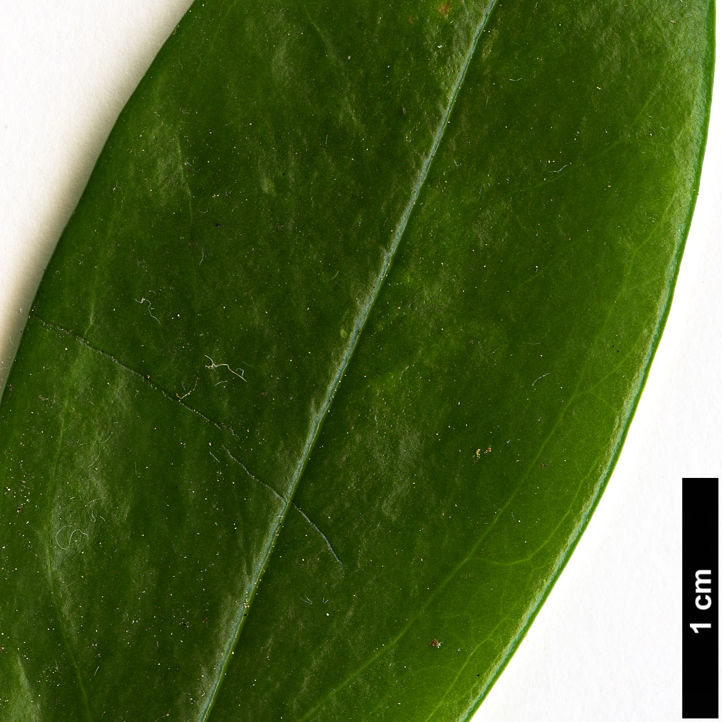 High resolution image: Family: Thymelaeaceae - Genus: Daphne - Taxon: odora